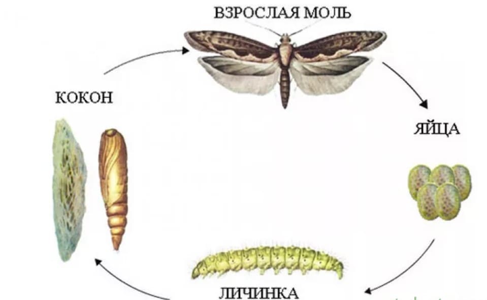 моль