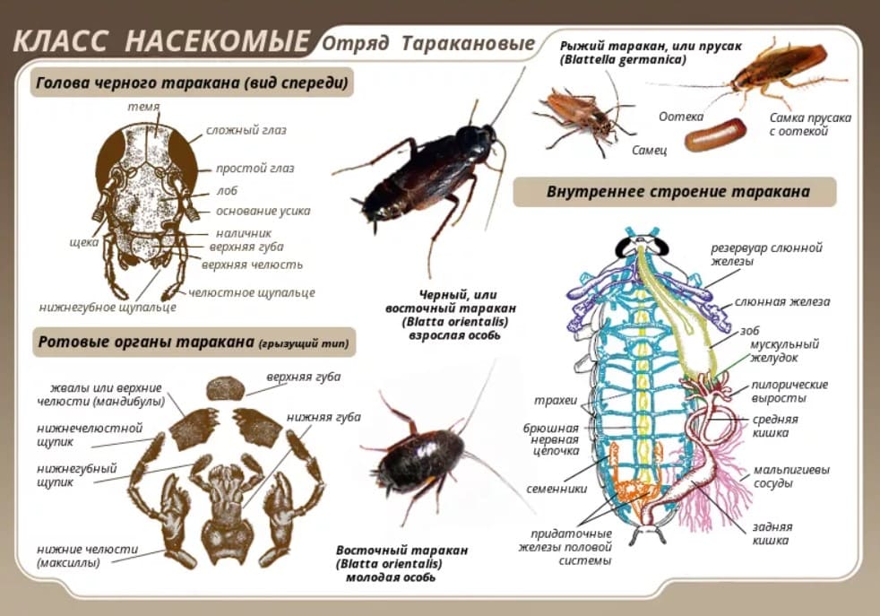  дезинсекция тараканов